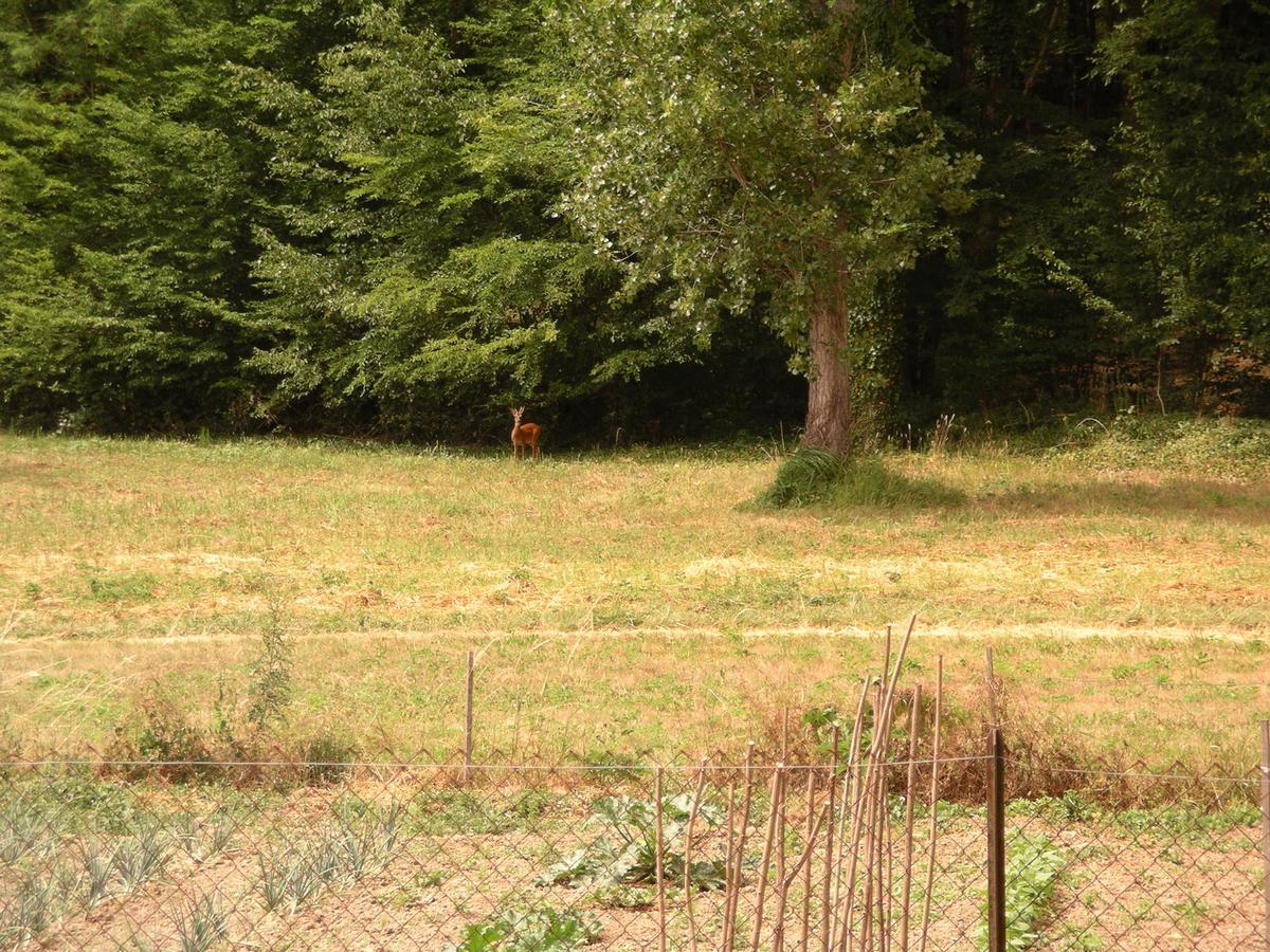 Faverolles-sur-Cher Studio Avec Terrasse Abbaye D'Aigueviveゲストハウス エクステリア 写真